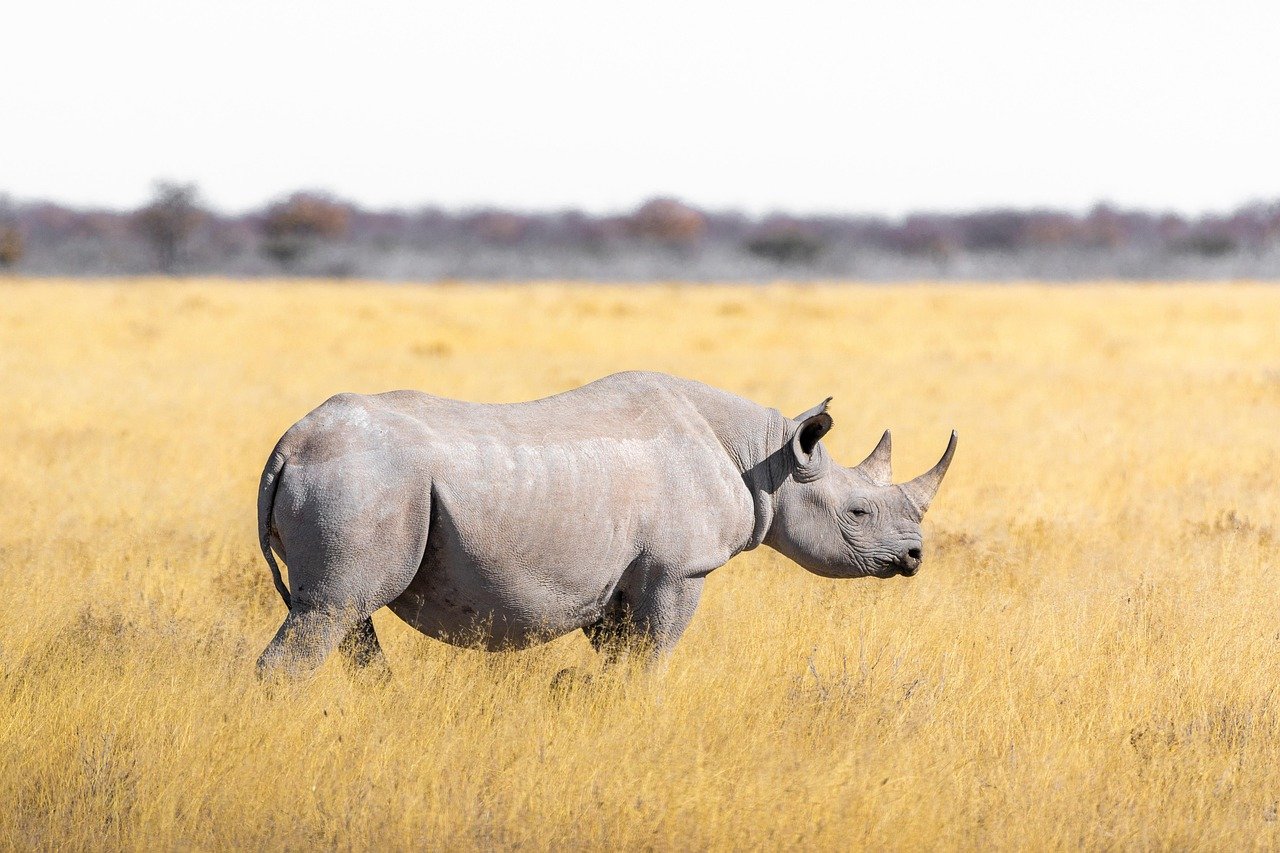 Ngorongoro Conservation Area