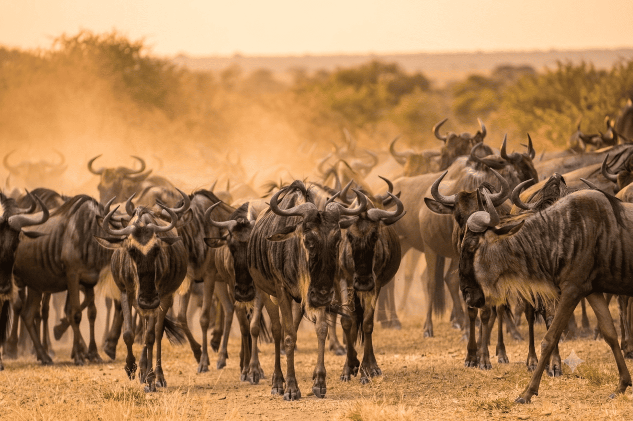 Tanzania landscape