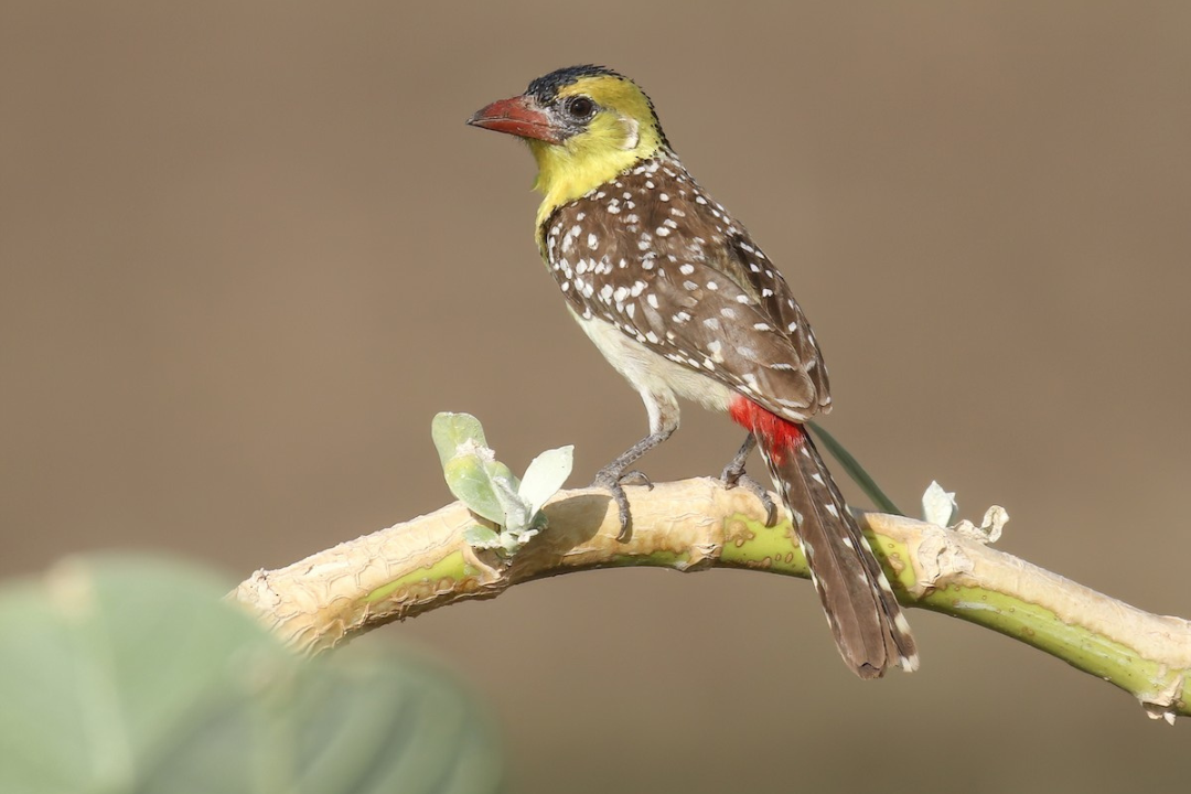 Tanzania bird life