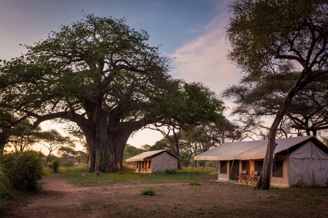 bao bab camp tarangire (2)