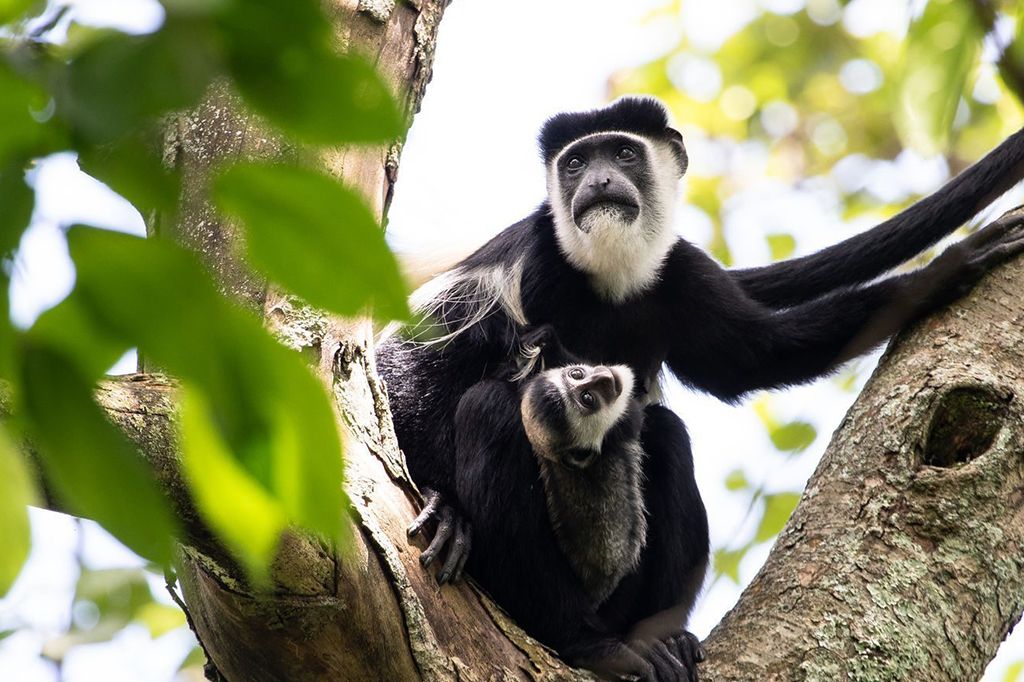 Colobus monkeys