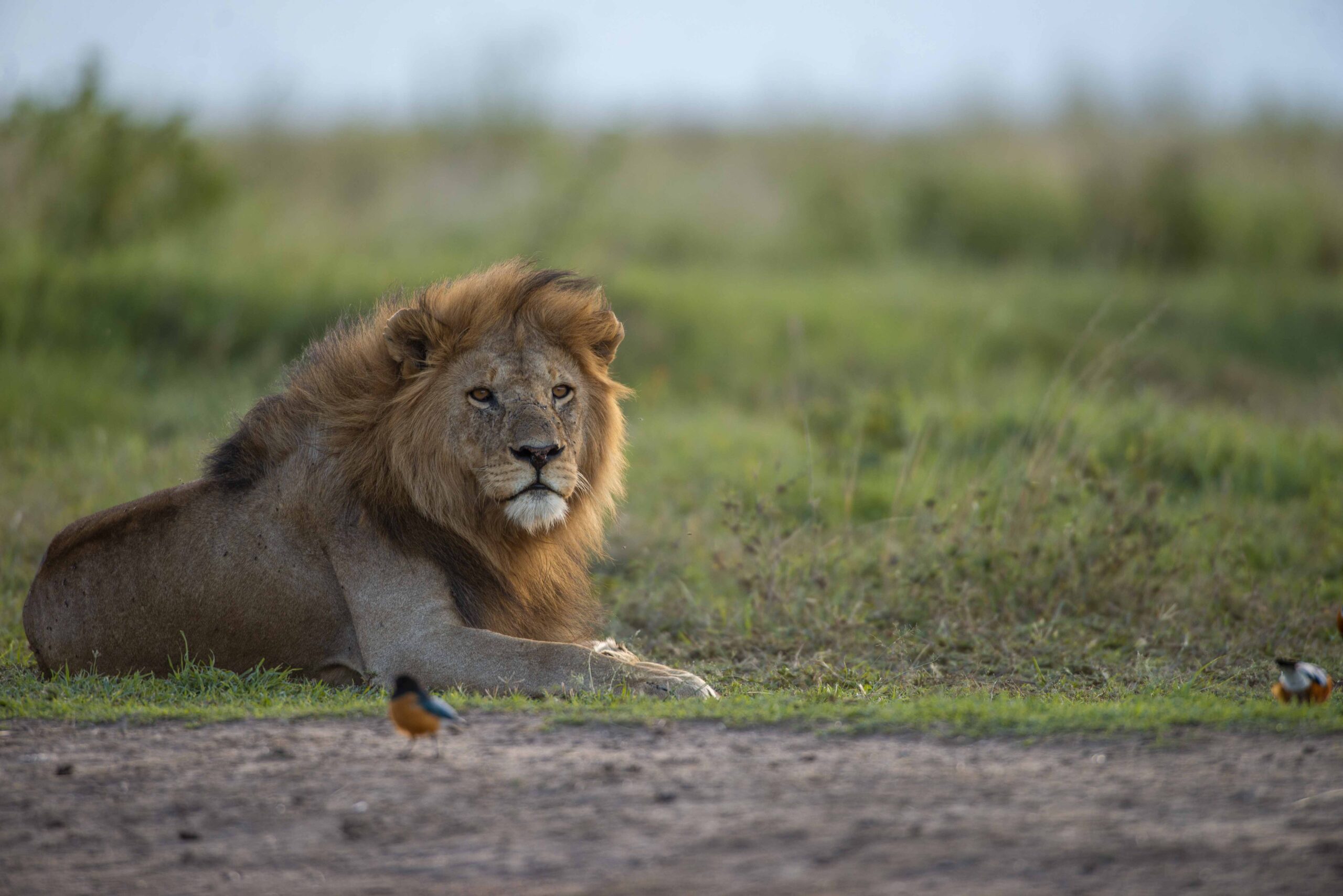 5 Day Tanzania Honeymoon Safari