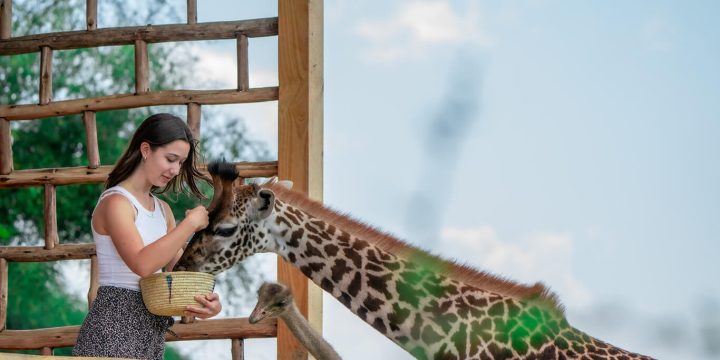 3-days-tarangire-ngorongoro-serval-wildlife-safari
