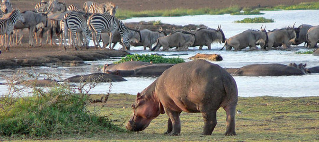 Lake-Manyara-National-Park