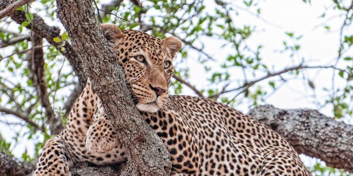 Leopard Safari Peak