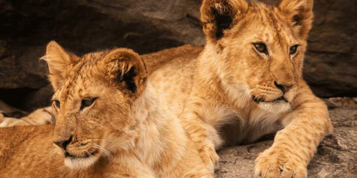 lions-safari-peak