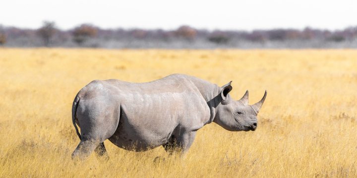 rhino-safari-peaks
