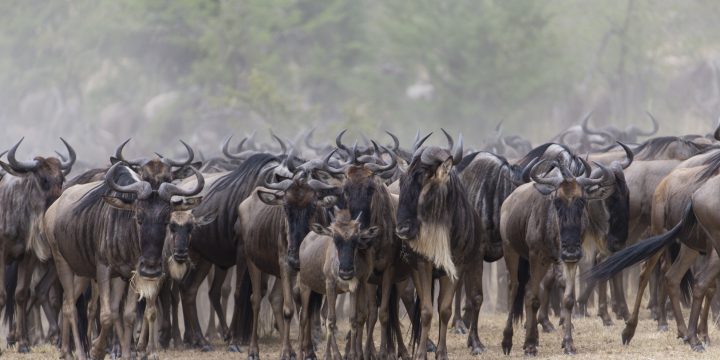 Serengeti National Park
