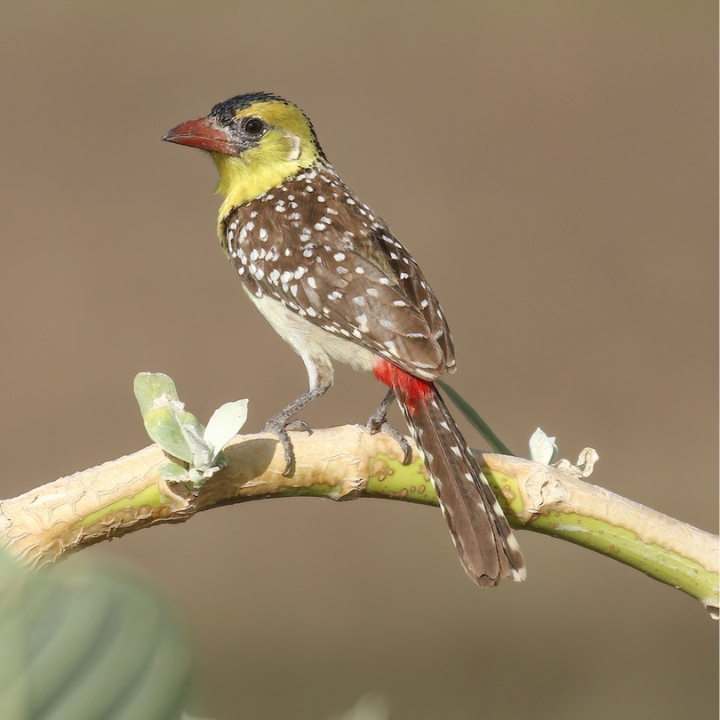 tanzania-safari-packages