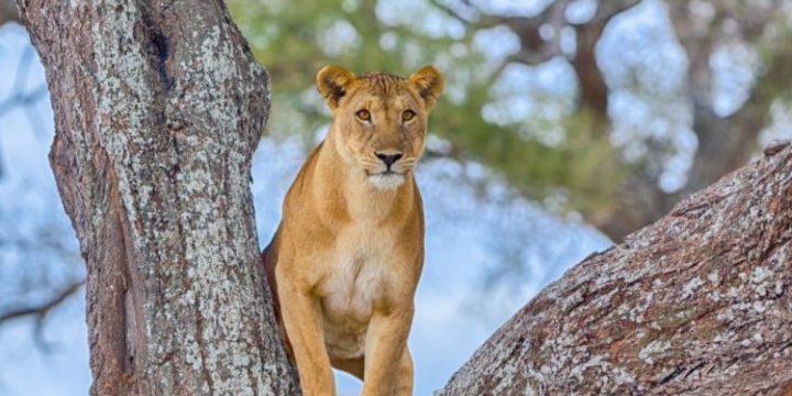 tarangire-tanzania-travel-1