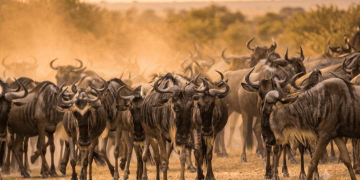 wildebest-migration