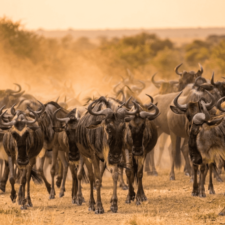 wildebest-migration